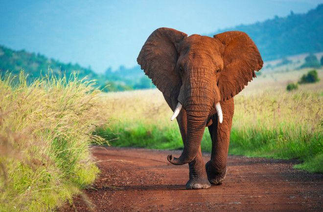 Elephant