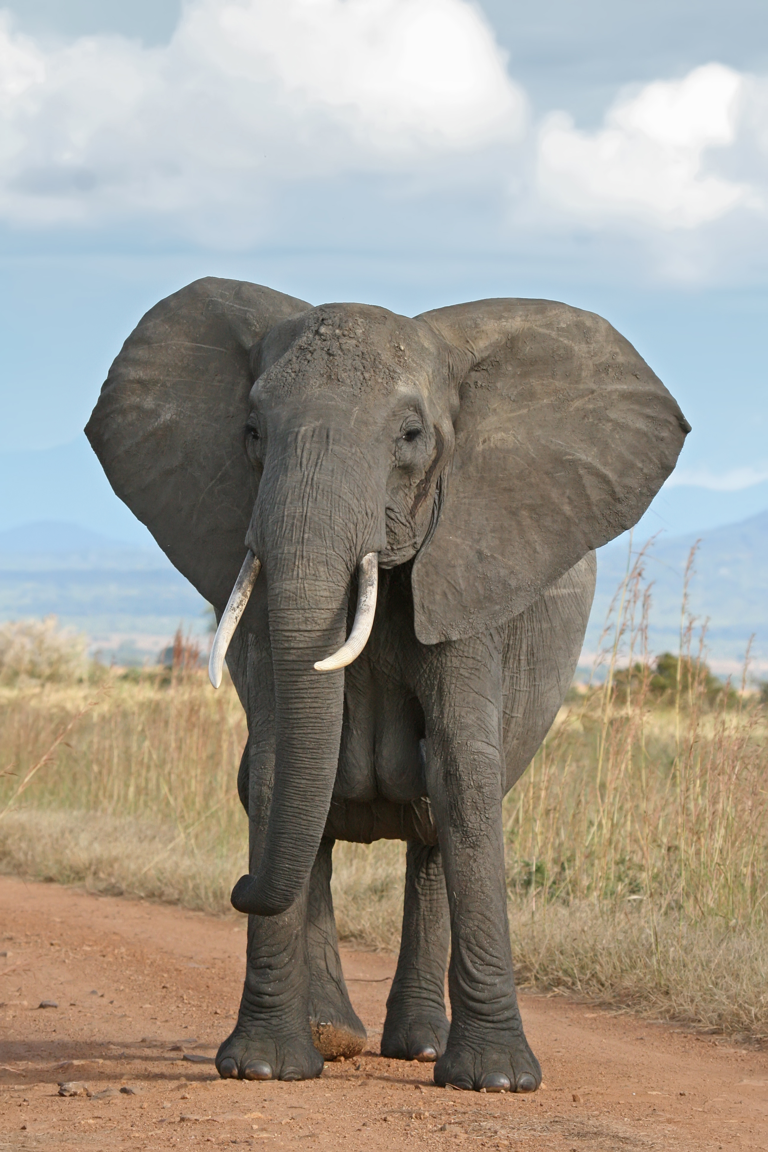 elephants