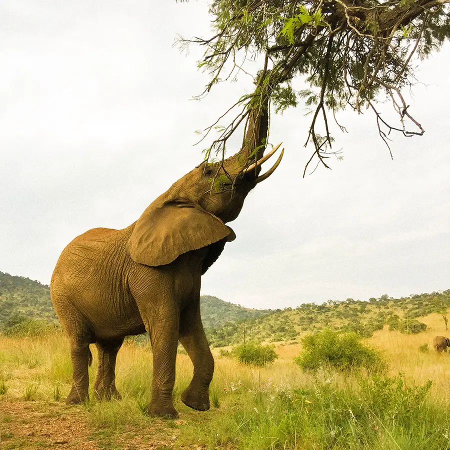 elephants