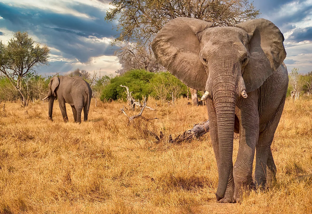 Elephant