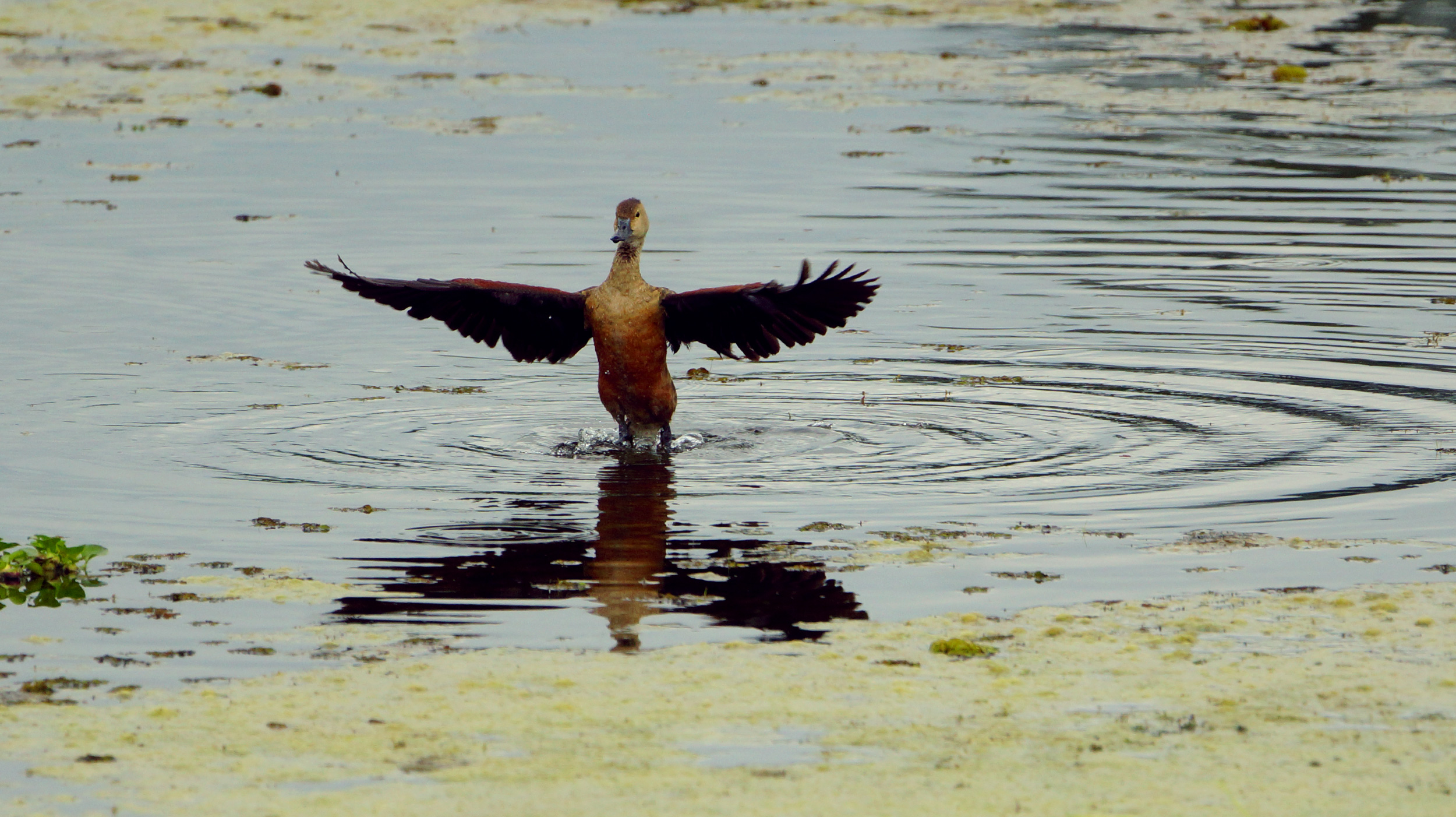 Duck Dancing