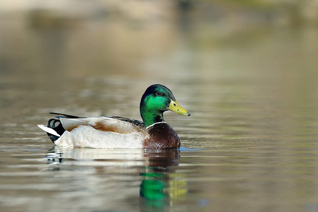 Duck in a lake