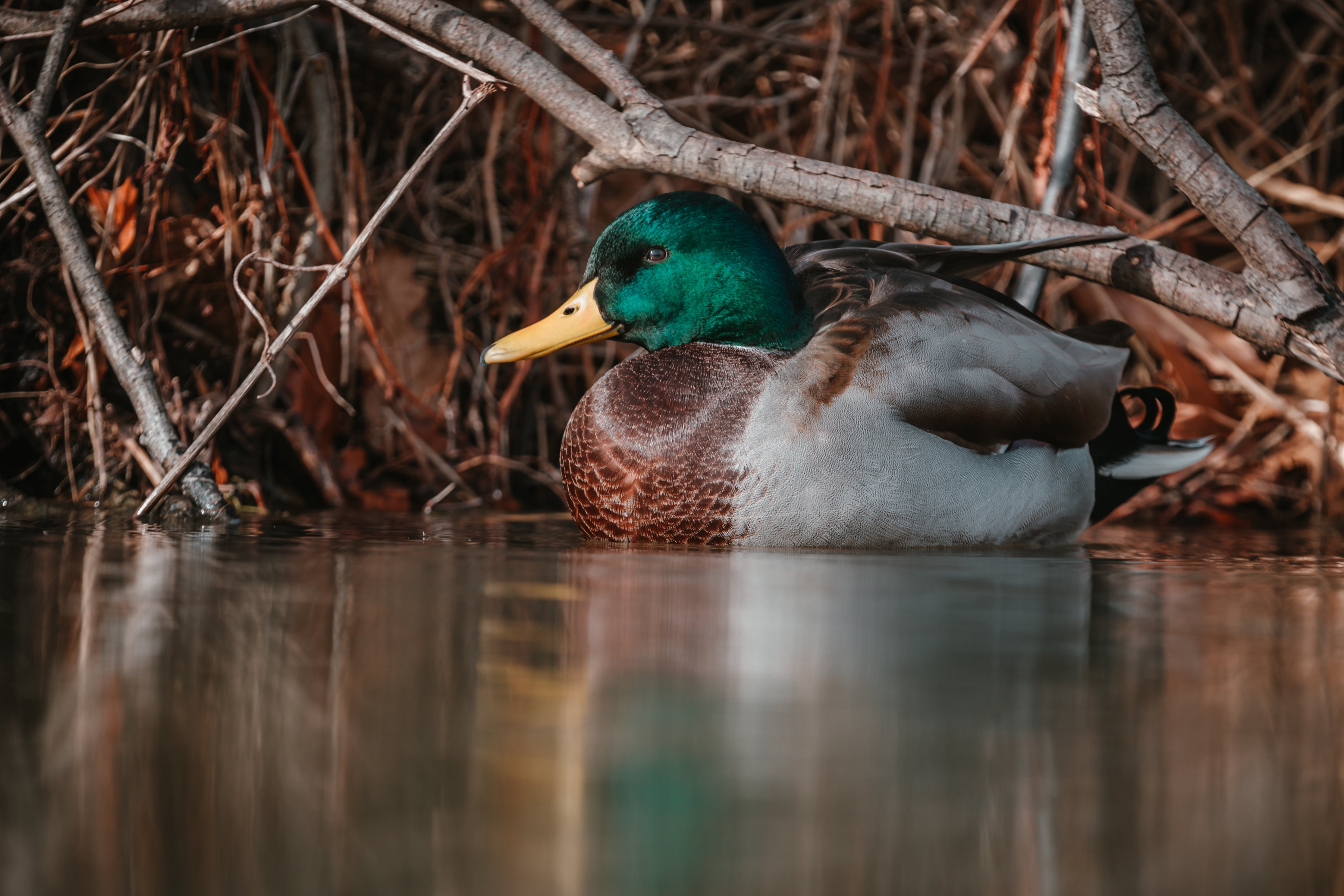 Mallard Duck Swiming