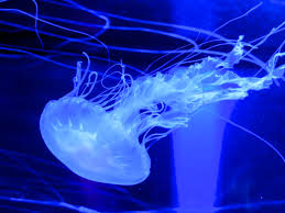 jellyfish