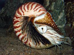 mollusks