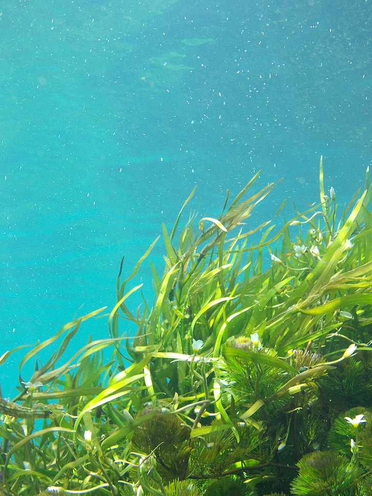seaweed
