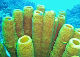 sponge