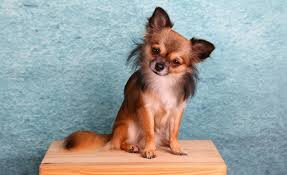 chiwawa