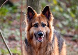 german sheperd