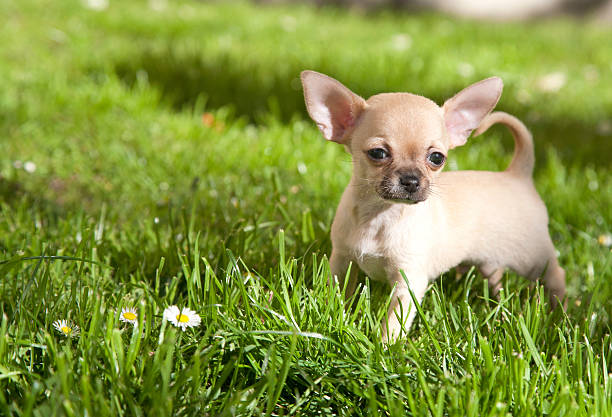 chiwawa