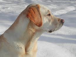 lab