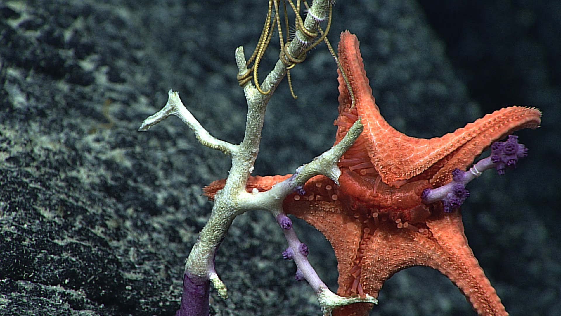 Starfish Eating