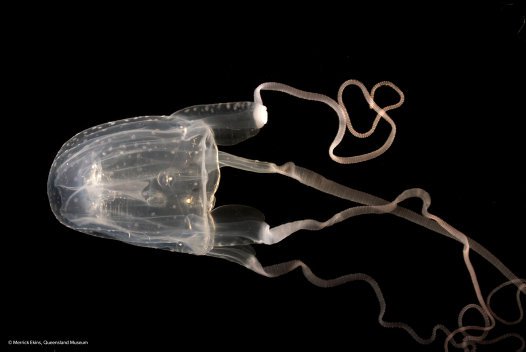 irukandji box jellyfish