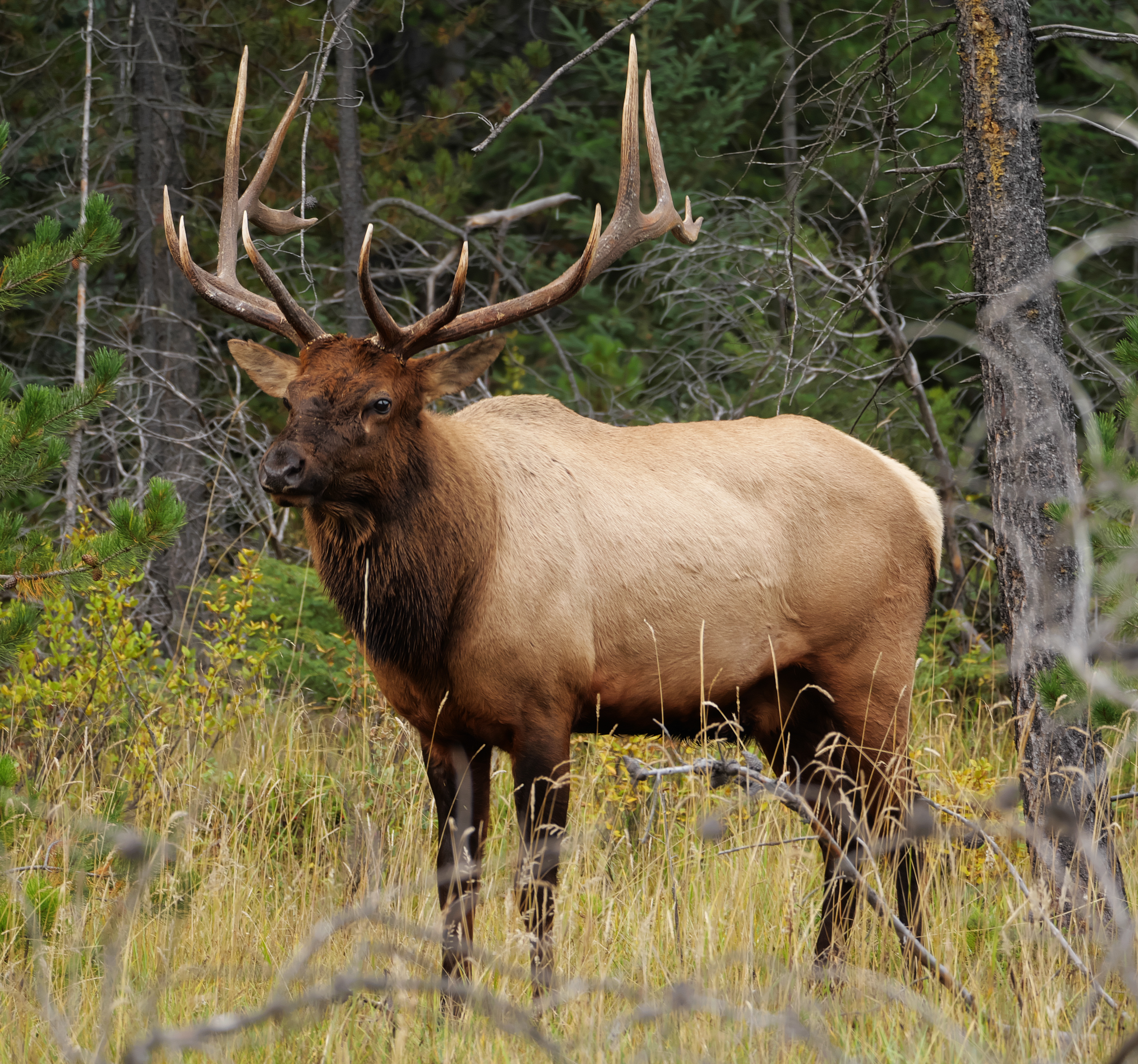 Elk staring into the forest