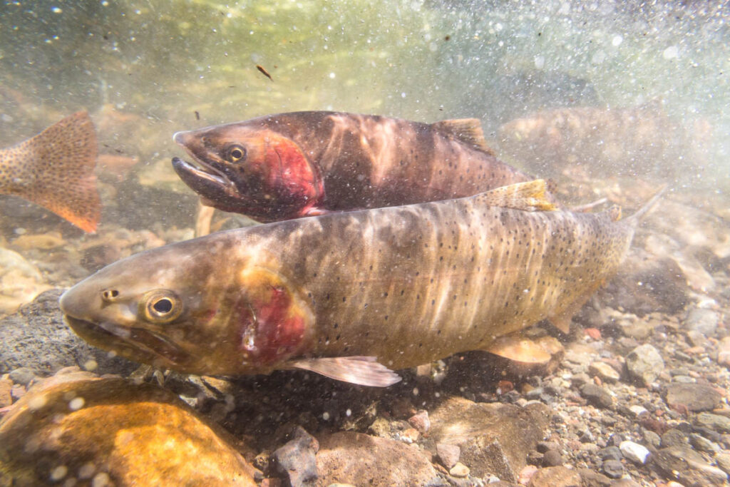 Two Trout going upstream