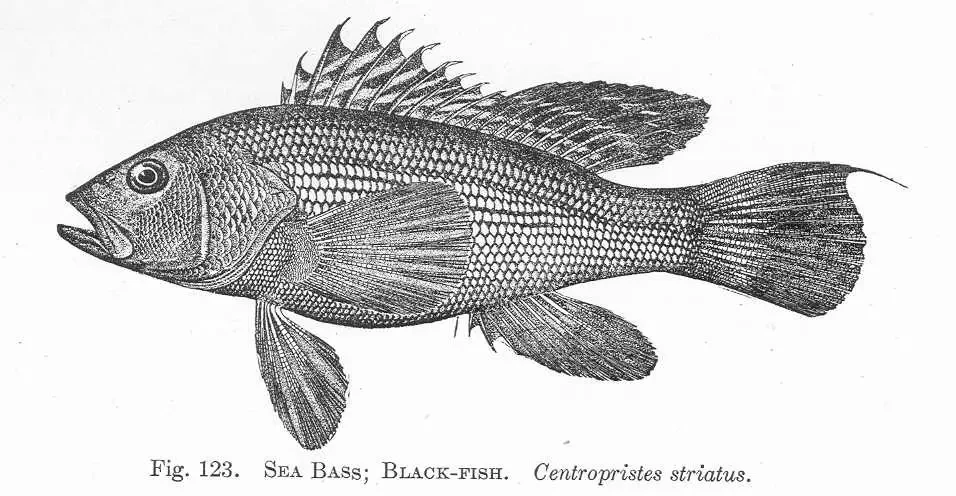 black sea bass