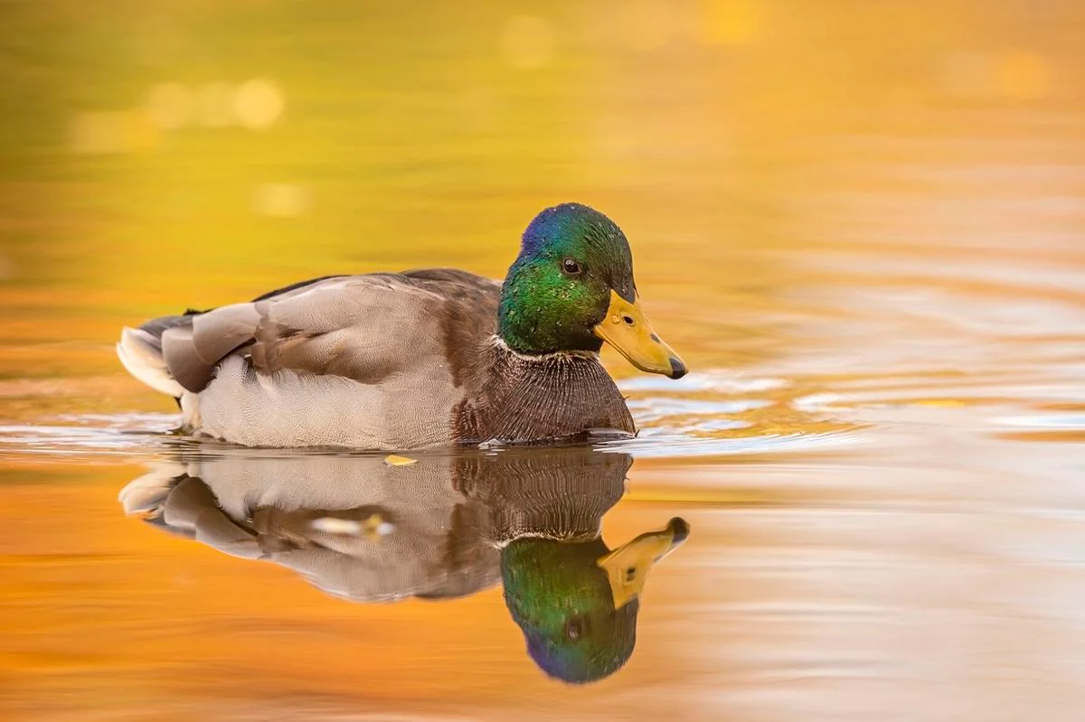 Duck siwiming