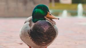 Mallard duck