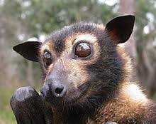 bat image