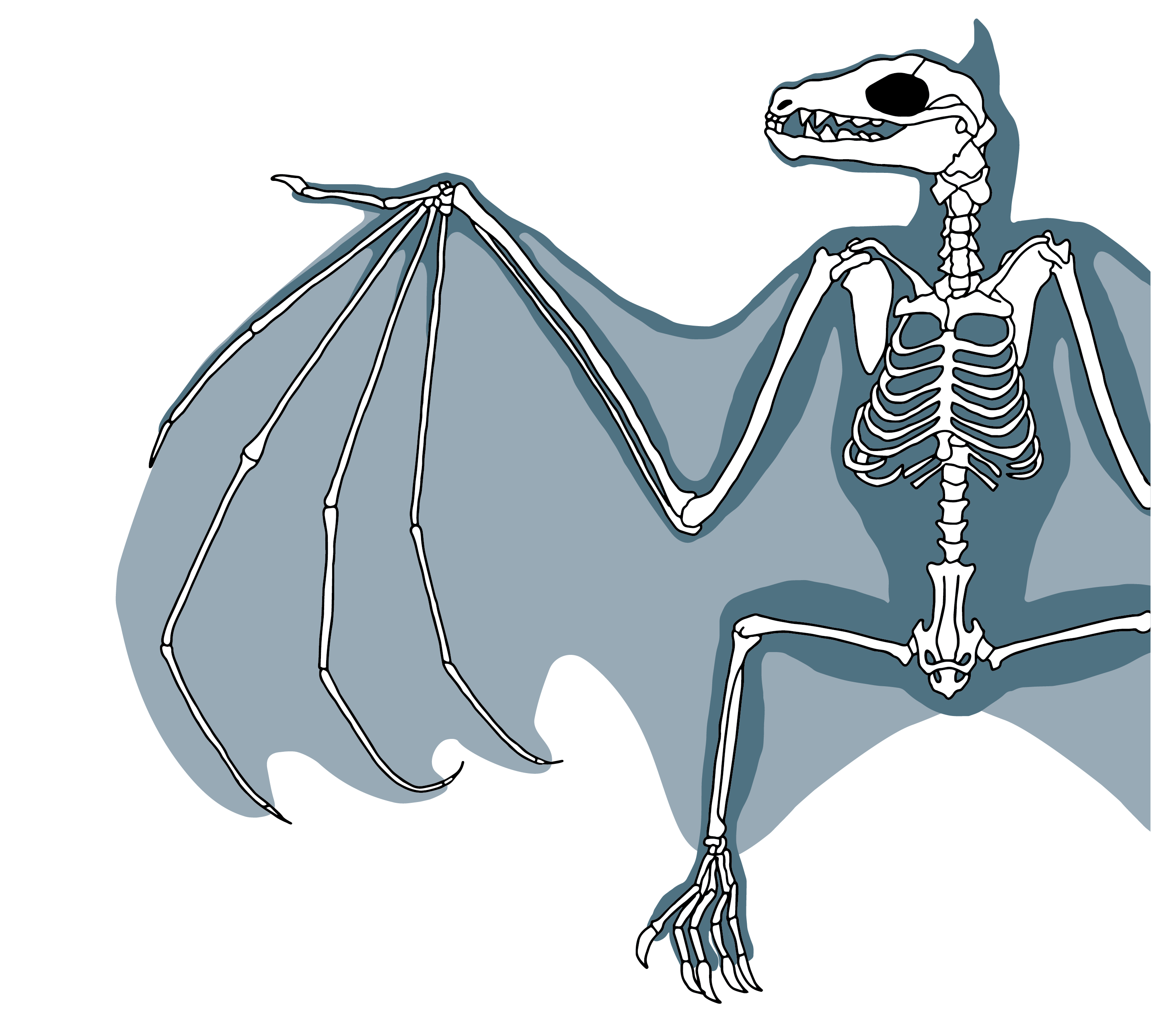 Bat image