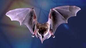 Bat image