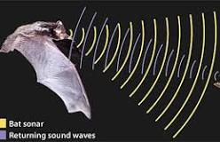 Bat image